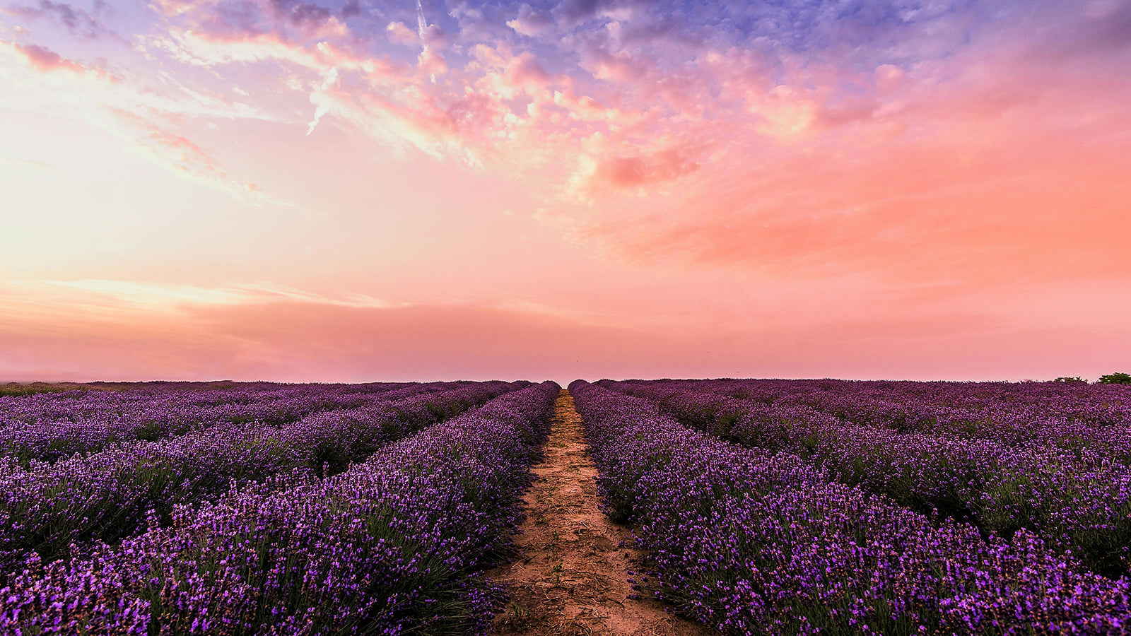 Finding Peace & Balance: The Power of Patchouli Lavender